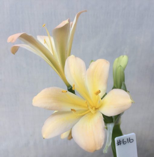 SH616  Light peach Clivia miniata with pink blush and slightly re-curved petals (2 medium sized offsets attached)
