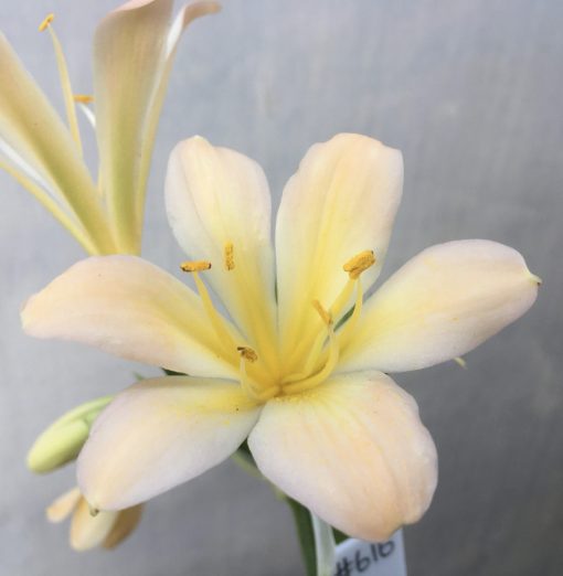 SH616  Light peach Clivia miniata with pink blush and slightly re-curved petals (2 medium sized offsets attached) - Image 2