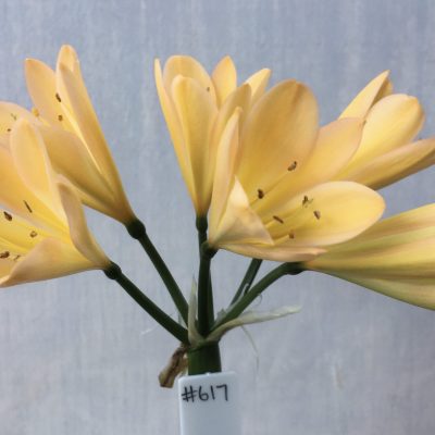 SH617  Mid peach Clivia miniata with yellow throat and blush