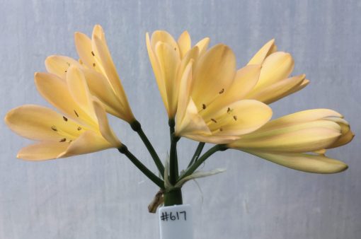 SH617  Mid peach Clivia miniata with yellow throat and blush