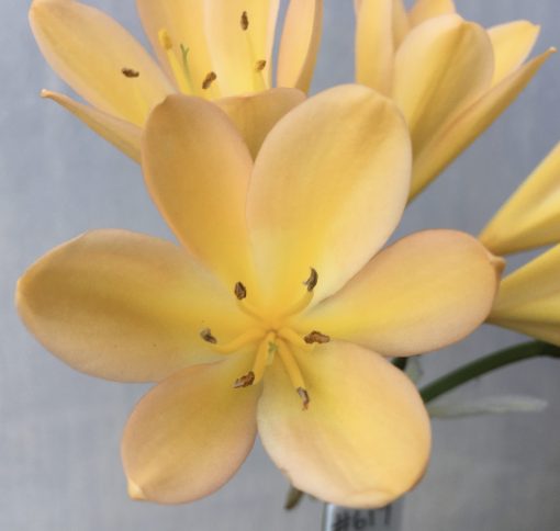 SH617  Mid peach Clivia miniata with yellow throat and blush - Image 2