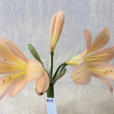 SH618  Mid to dark peach Clivia miniata with strong pink tones