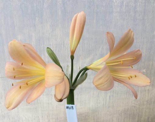 SH618  Mid to dark peach Clivia miniata with strong pink tones