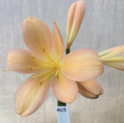 SH618  Mid to dark peach Clivia miniata with strong pink tones - Image 2