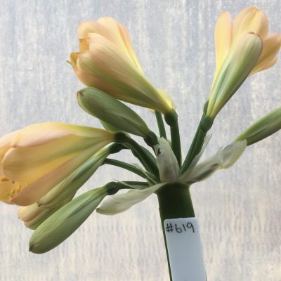 SH619  Mid Peach Clivia miniata with light green throat