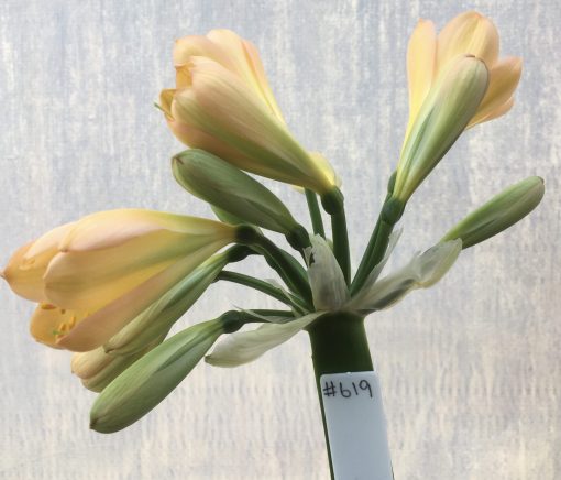 SH619  Mid Peach Clivia miniata with light green throat