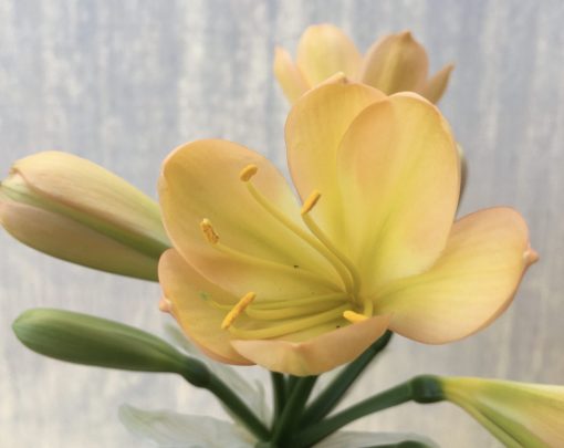 SH619  Mid Peach Clivia miniata with light green throat - Image 2