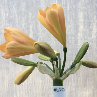 SH620  Mid to dark peach Clivia miniata with yellow throat and cupped shape flowers