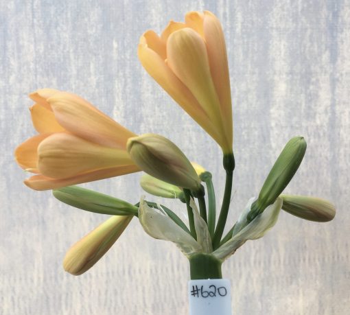 SH620  Mid to dark peach Clivia miniata with yellow throat and cupped shape flowers
