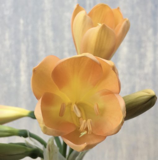SH620  Mid to dark peach Clivia miniata with yellow throat and cupped shape flowers - Image 2