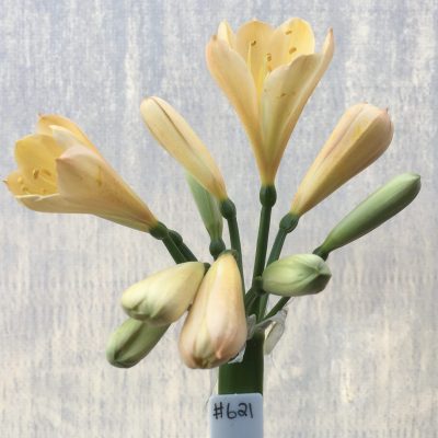 SH621  Light peach Clivia miniata with yellow throat