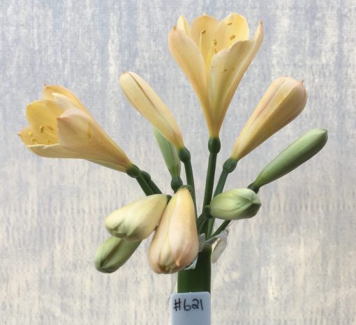 SH621  Light peach Clivia miniata with yellow throat