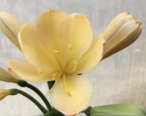 SH621  Light peach Clivia miniata with yellow throat - Image 2