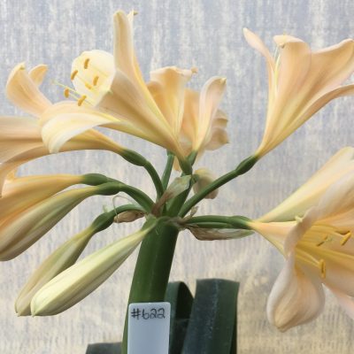 SH622  Light peach Clivia miniata with yellow throat & slightly re-curved petals