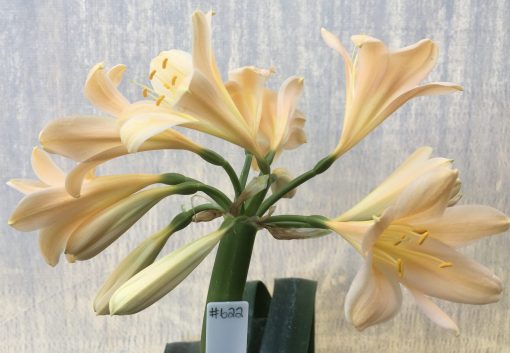 SH622  Light peach Clivia miniata with yellow throat & slightly re-curved petals