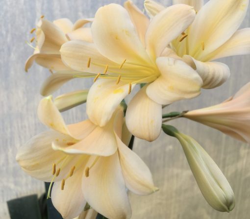 SH622  Light peach Clivia miniata with yellow throat & slightly re-curved petals - Image 2