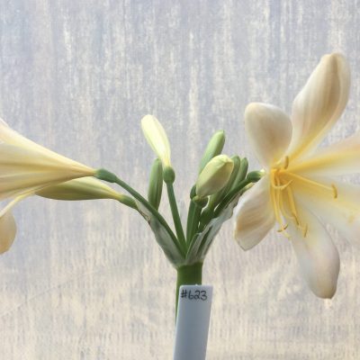 SH623  Light peach/pink Clivia miniata with yellow throat and large open flowers