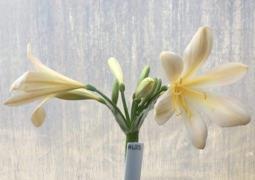 SH623  Light peach/pink Clivia miniata with yellow throat and large open flowers