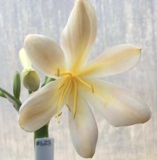 SH623  Light peach/pink Clivia miniata with yellow throat and large open flowers - Image 2