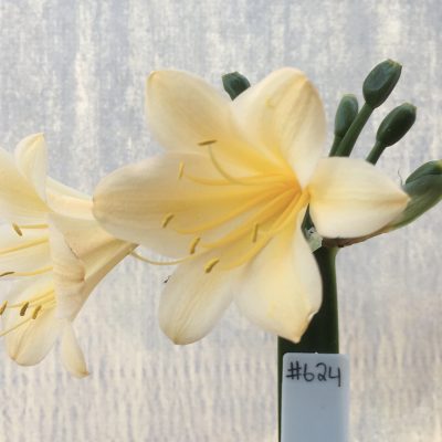 SH624  Light peach Clivia miniata with rich yellow throat