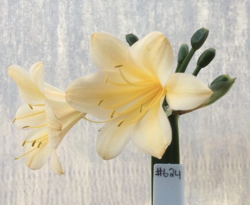SH624  Light peach Clivia miniata with rich yellow throat