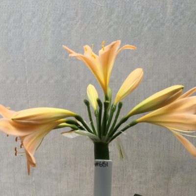SH651  Light peach Clivia miniata with yellow throat