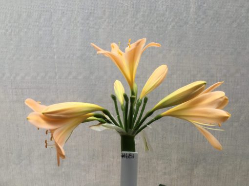 SH651  Light peach Clivia miniata with yellow throat