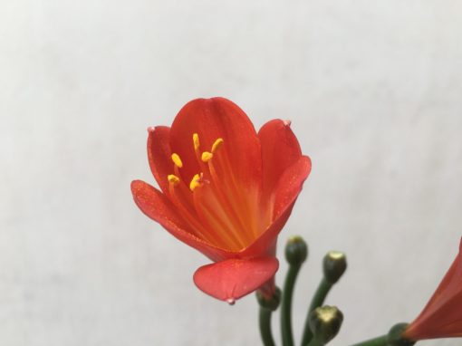 SH733 Dark orange/red Clivia miniata with tulip shaped flowers - Image 2