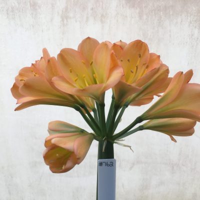 SH762 Mid to dark peach Clivia miniata with strong pink tones and slight green throat