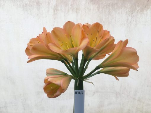 SH762 Mid to dark peach Clivia miniata with strong pink tones and slight green throat