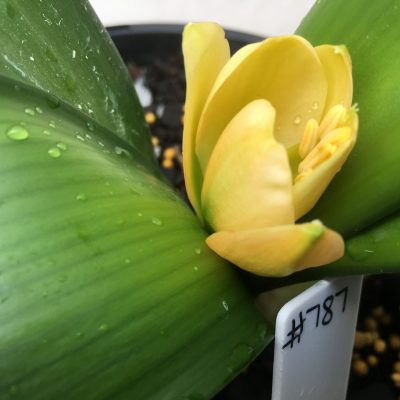 SH787 Pinky peach Clivia miniata with dark green throat