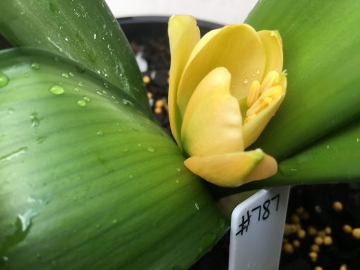 SH787 Pinky peach Clivia miniata with dark green throat