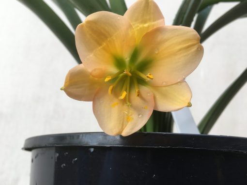 SH787 Pinky peach Clivia miniata with dark green throat - Image 2