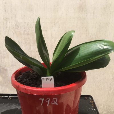SH792 Miniature Anshan Daruma Clivia miniata