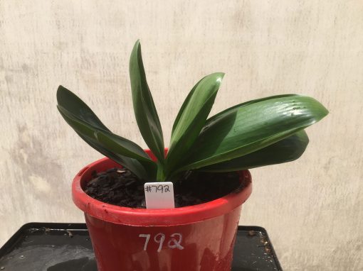 SH792 Miniature Anshan Daruma Clivia miniata