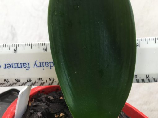 SH792 Miniature Anshan Daruma Clivia miniata - Image 2