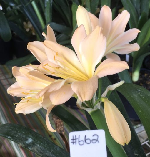 SH662  Light peach Clivia miniata with strong pink tones and light green throat.  1 flower MP - Image 2
