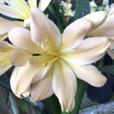 SH662  Light peach Clivia miniata with strong pink tones and light green throat.  1 flower MP