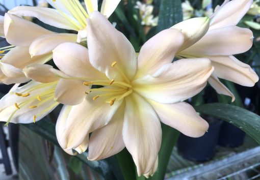 SH662  Light peach Clivia miniata with strong pink tones and light green throat.  1 flower MP