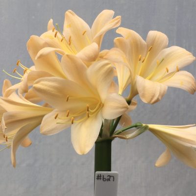SH627  Light peach/pink Clivia miniata with re-curved sepals and yellow throat