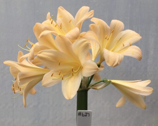 SH627  Light peach/pink Clivia miniata with re-curved sepals and yellow throat
