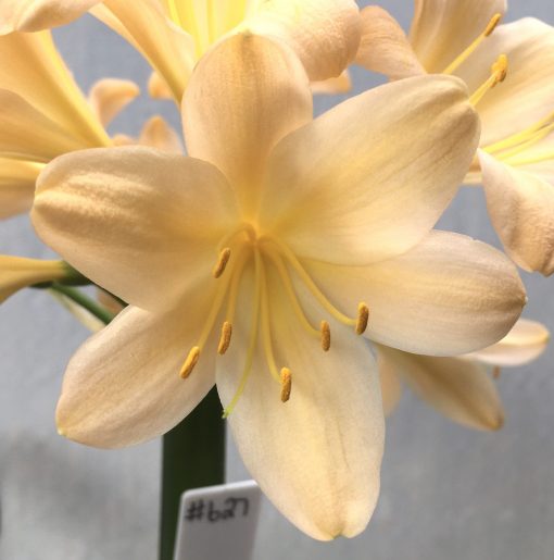 SH627  Light peach/pink Clivia miniata with re-curved sepals and yellow throat - Image 2