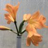 SH630  Mid peach Clivia miniata with faint green throat and broad open flowers (one medium sized offset attached)