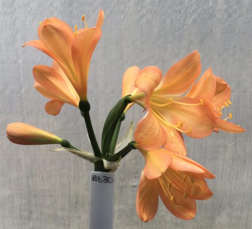 SH630  Mid peach Clivia miniata with faint green throat and broad open flowers (one medium sized offset attached)