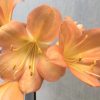 SH630  Mid peach Clivia miniata with faint green throat and broad open flowers (one medium sized offset attached) - Image 2