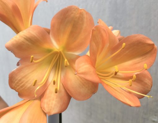 SH630  Mid peach Clivia miniata with faint green throat and broad open flowers (one medium sized offset attached) - Image 2