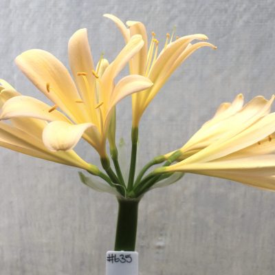 SH635  Light peach Clivia miniata