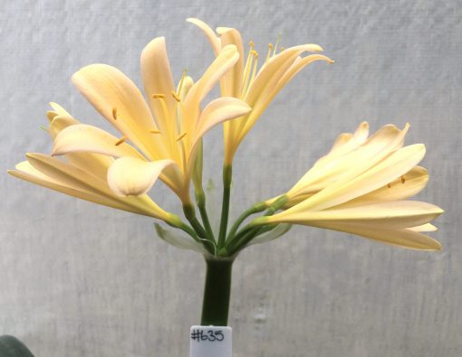 SH635  Light peach Clivia miniata