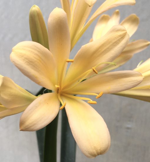 SH635  Light peach Clivia miniata - Image 2