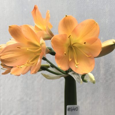 SH640 Mid peach/pink Clivia miniata with green throat and broad overlapping petals